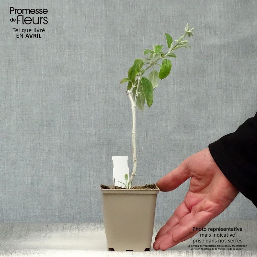 Salvia discolor - Salvia peruviana Vasetto da 7/8 cm esemplare consegnato in primavera