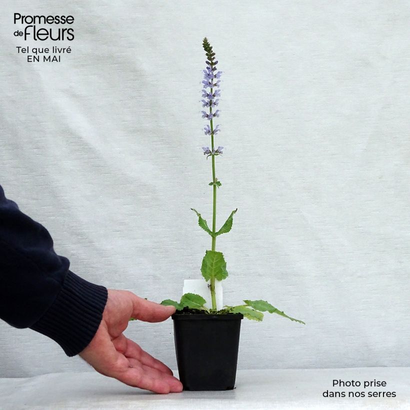 Example of Salvia nemorosa Colorspires Crystal Blue Vasetto da 8/9 cm as you get in printemps