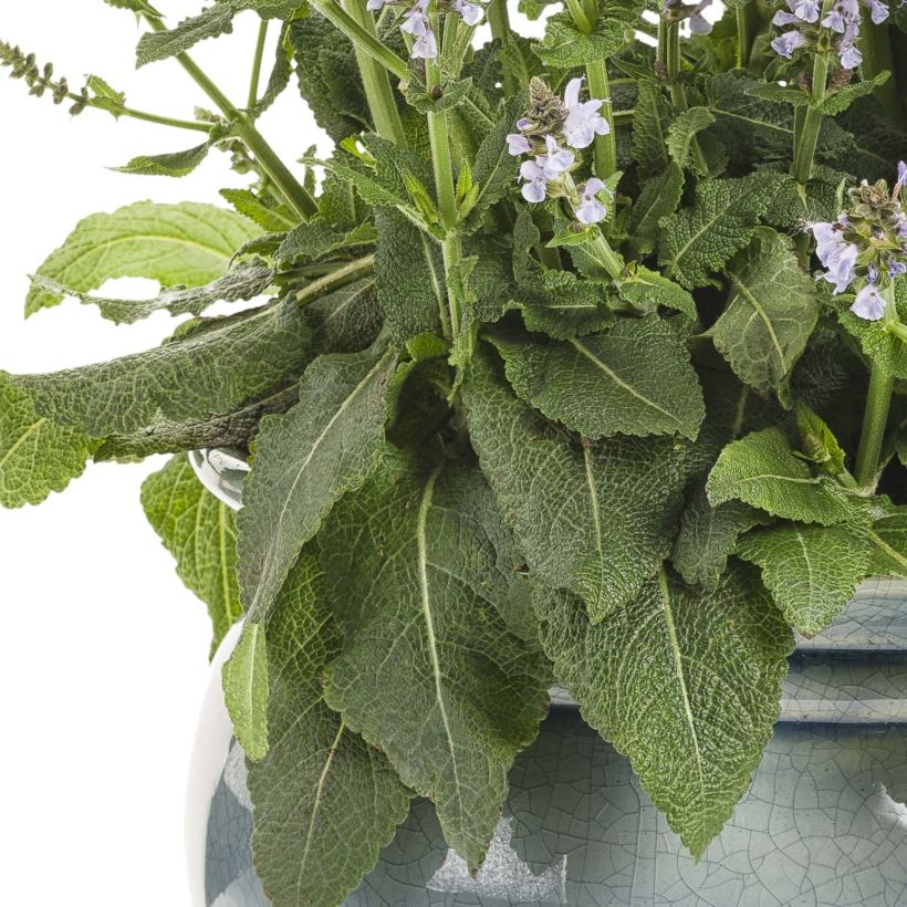 Salvia nemorosa Colorspires Crystal Blue (Foliage)