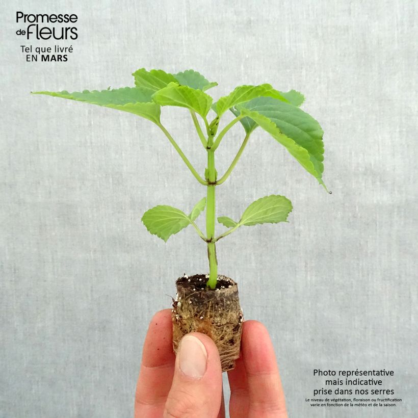 Salvia spendens Gogo Purple - Salvia rossa mini zolla... esemplare consegnato in primavera