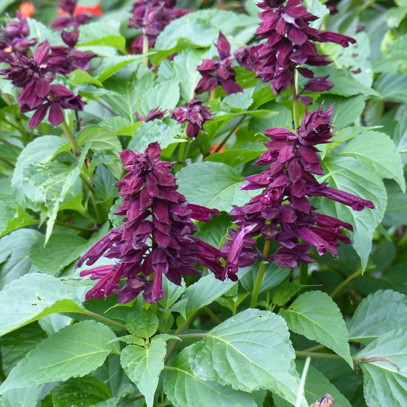 Salvia spendens Gogo Purple - Salvia rossa (Fioritura)