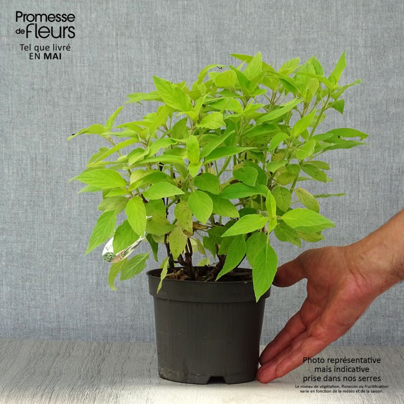 Salvia elegans Golden Delicious - Salvia ananas Vaso da 1,5L/2L esemplare consegnato in primavera