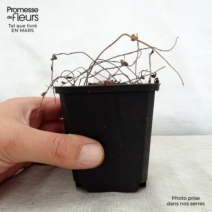 Salvia forreri Vasetto da 8/9 cm esemplare consegnato in primavera