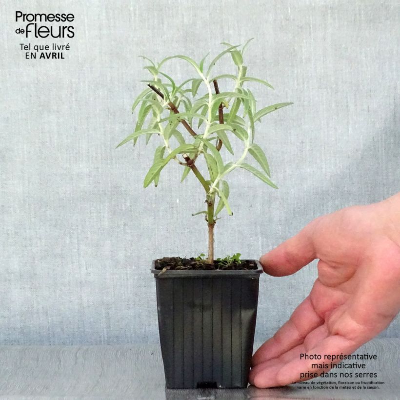 Salvia leucantha - Salvia a fiori bianchi Vasetto da 7/8 cm esemplare consegnato in primavera