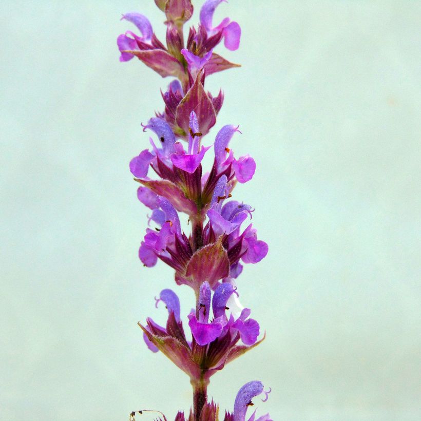 Salvia nemorosa Amethyst (Flowering)