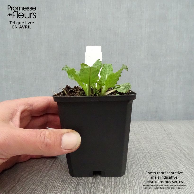 Example of Salvia nemorosa Amethyst Vasetto da 8/9 cm as you get in printemps