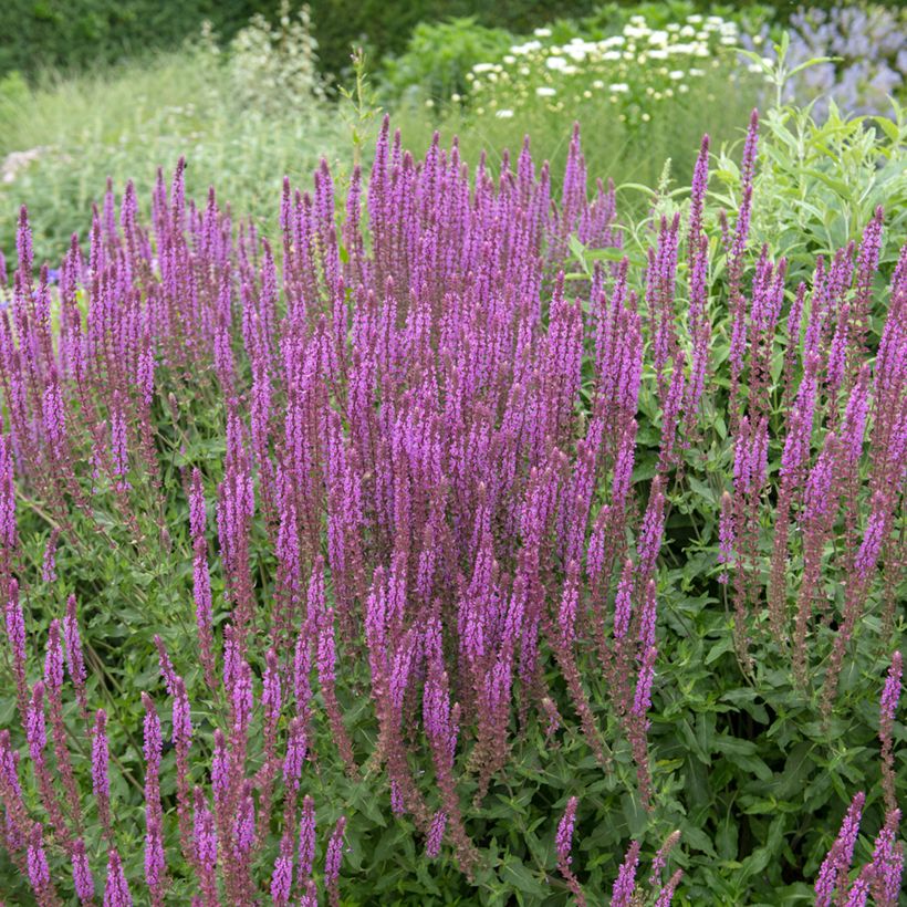 Salvia nemorosa Amethyst (Plant habit)