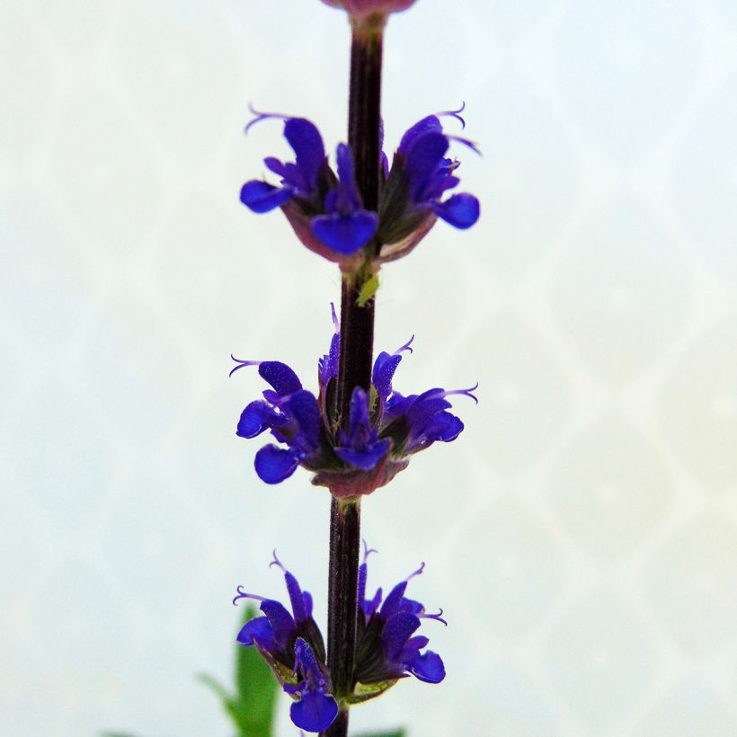 Salvia nemorosa Caradonna (Flowering)