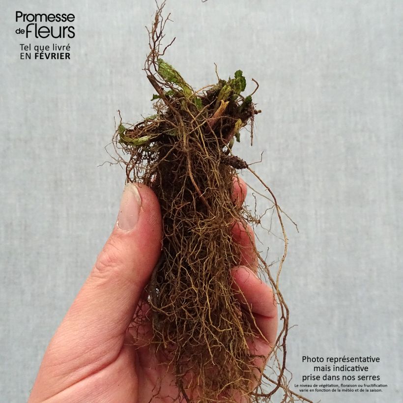 Salvia nemorosa Caradonna Pink Piante piccole a radice nuda esemplare consegnato in inverno