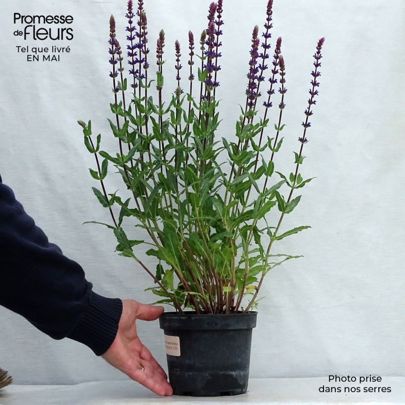 Example of Salvia nemorosa Caradonna Vaso da 1,5L/2L as you get in printemps