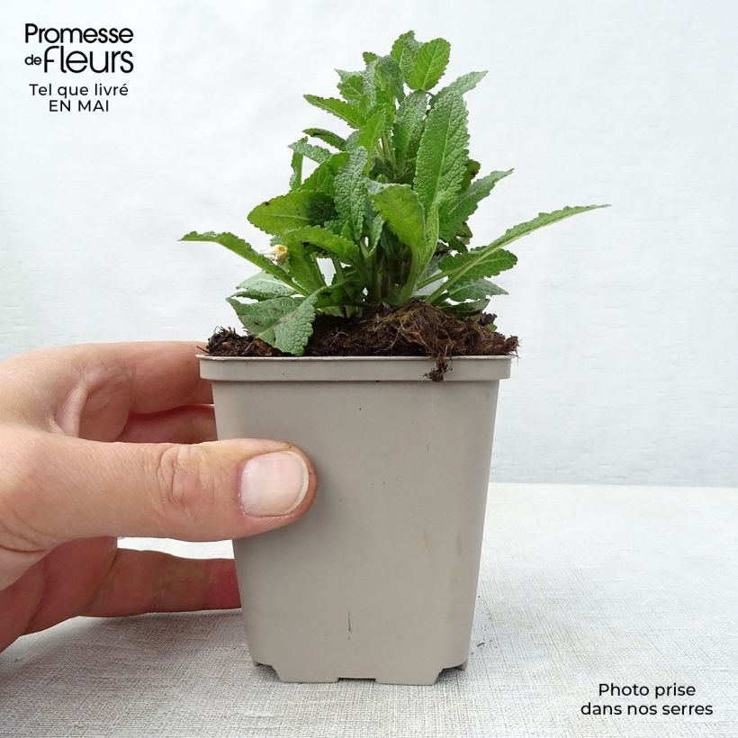 Example of Salvia nemorosa Caradonna Vasetto da 8/9 cm as you get in printemps