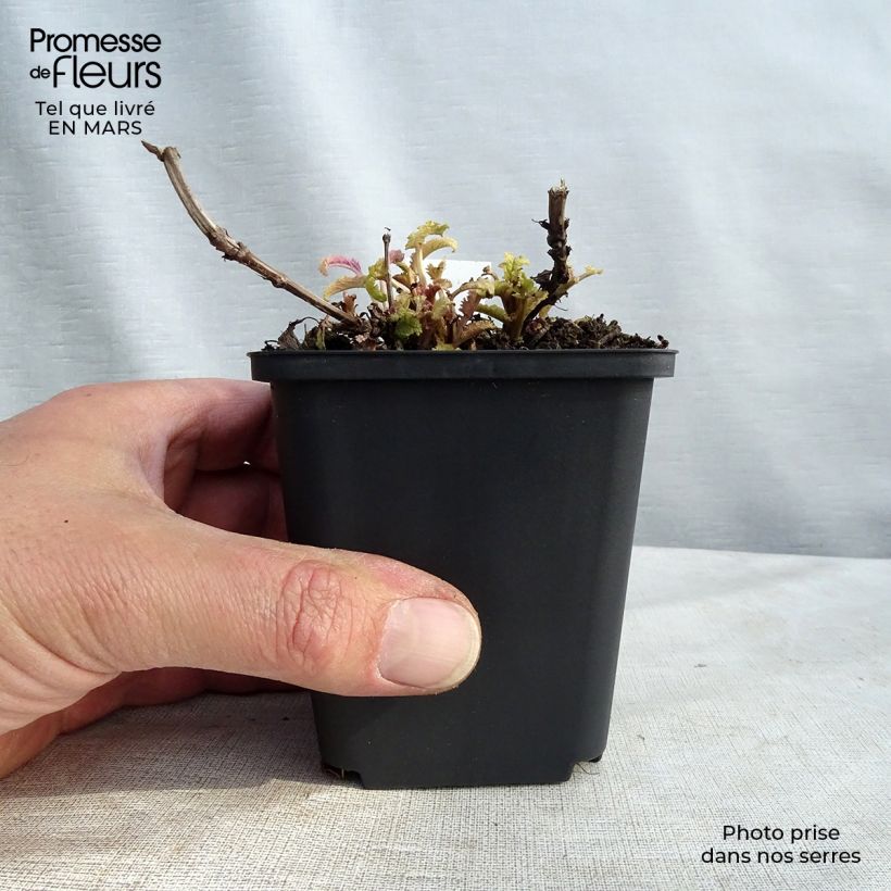 Salvia nemorosa Schwellenburg Vasetto da 8/9 cm esemplare consegnato in primavera