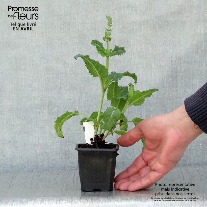 Example of Salvia sylvestris Rhapsody in Blue Vasetto da 8/9 cm as you get in printemps