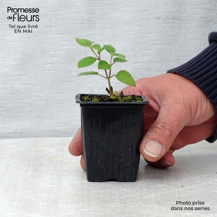 Salvia elegans Tangerine - Salvia ananas Vasetto da 7/8 cm esemplare consegnato in primavera