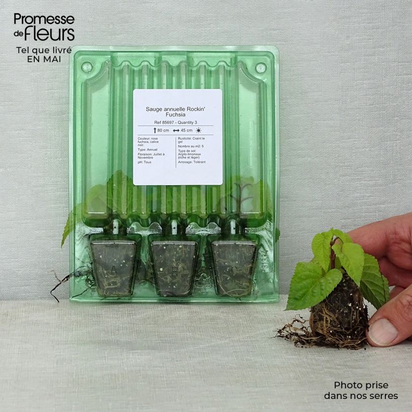 Salvia guaranitica-hybride Rockin' Fuchsia mini zolla... esemplare consegnato in primavera