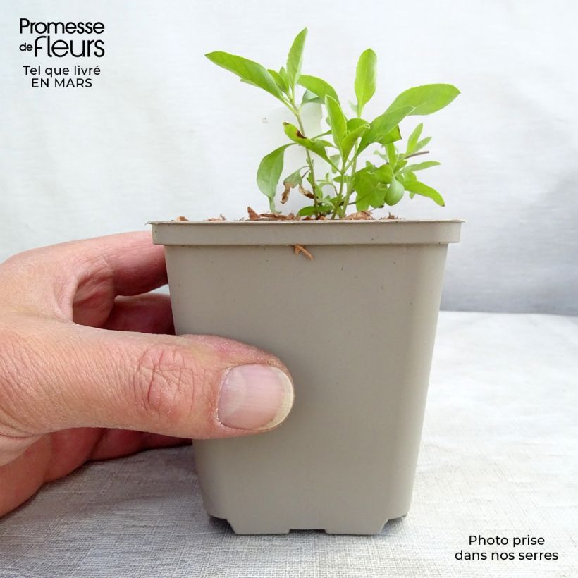 Salvia greggii Amethyst Lips Vasetto da 8/9 cm esemplare consegnato in primavera