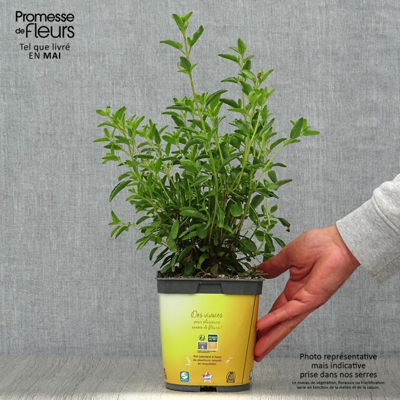 Example of Salvia jamensis Belle de Loire - Salvia arbustiva Vaso da 2L/3L as you get in printemps