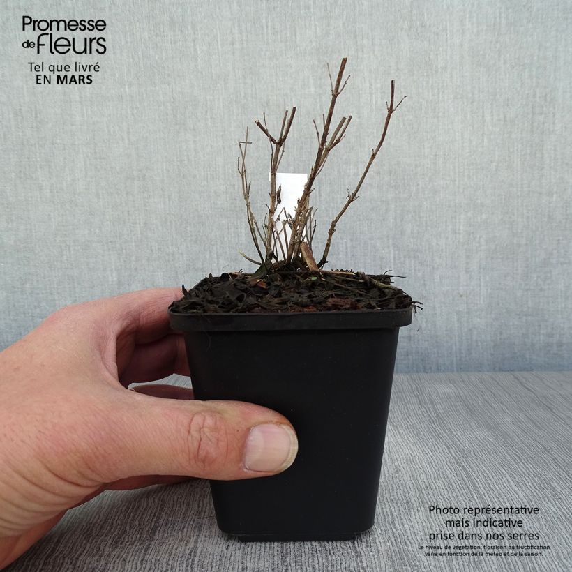 Example of Salvia microphylla Blue Note - Salvia arbustiva Vasetto da 8/9 cm as you get in printemps