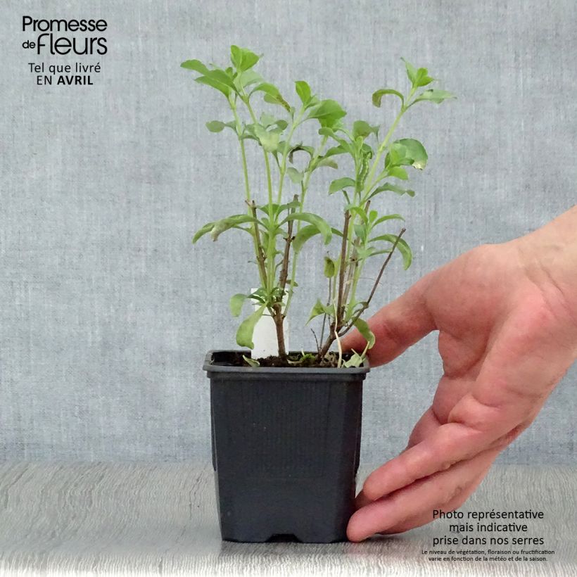 Salvia jamensis California Sunset - Salvia arbustiva Vasetto da 8/9 cm esemplare consegnato in primavera