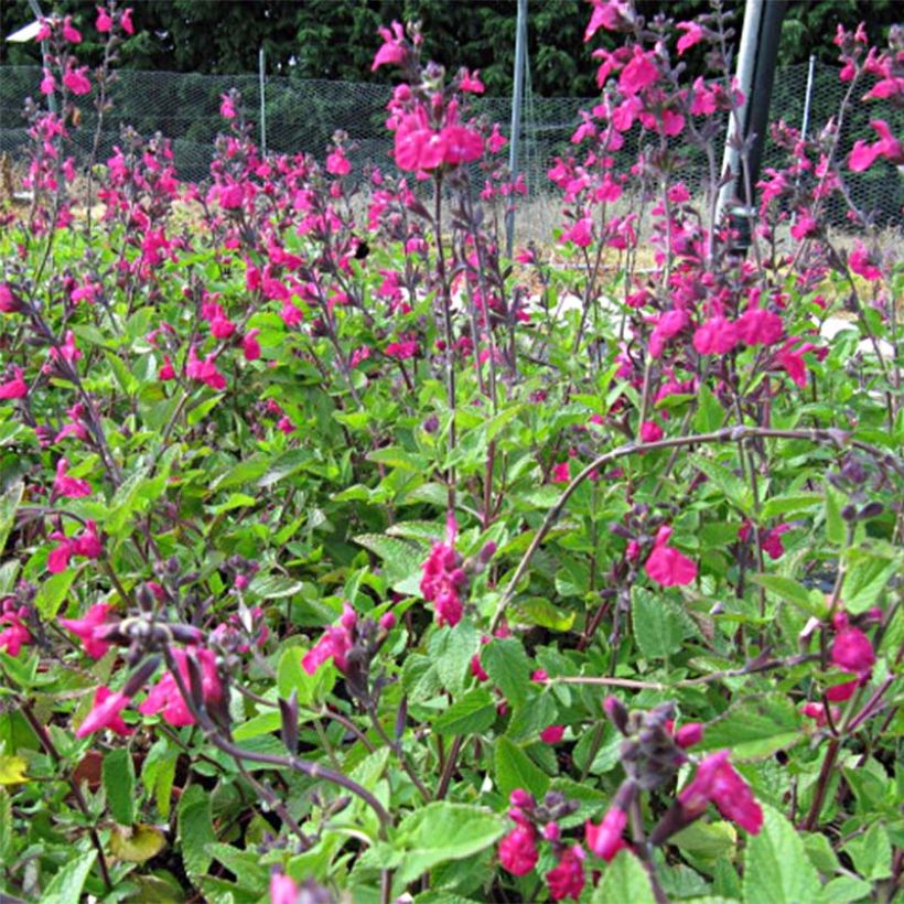 Salvia microphylla Cerro Potosi - Salvia arbustiva (Fioritura)