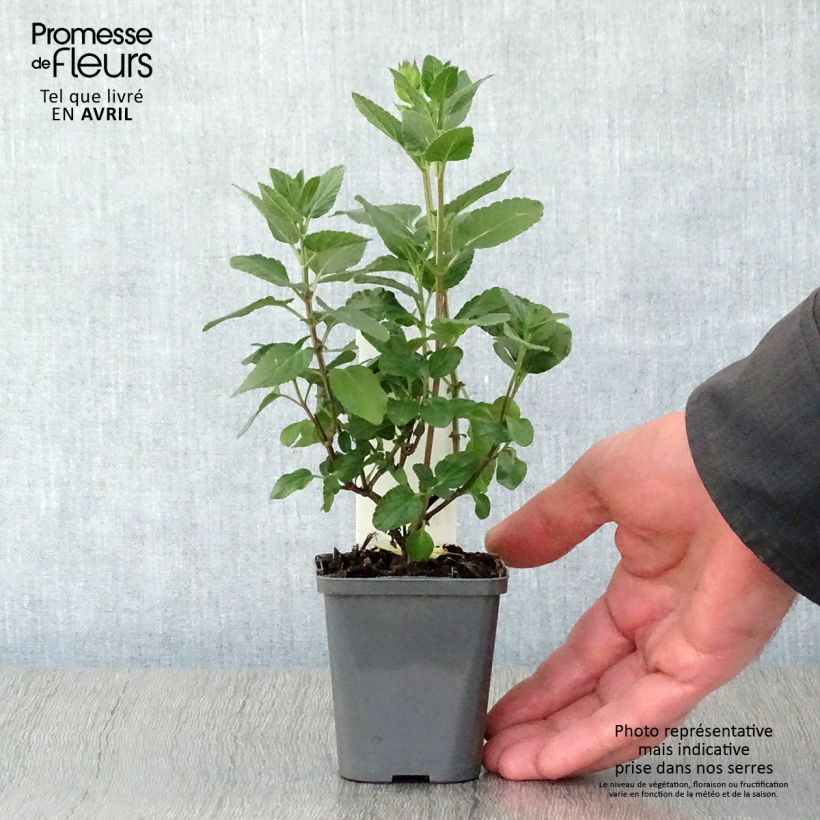 Salvia microphylla Cerro Potosi - Salvia arbustiva Vasetto da 7/8 cm esemplare consegnato in primavera