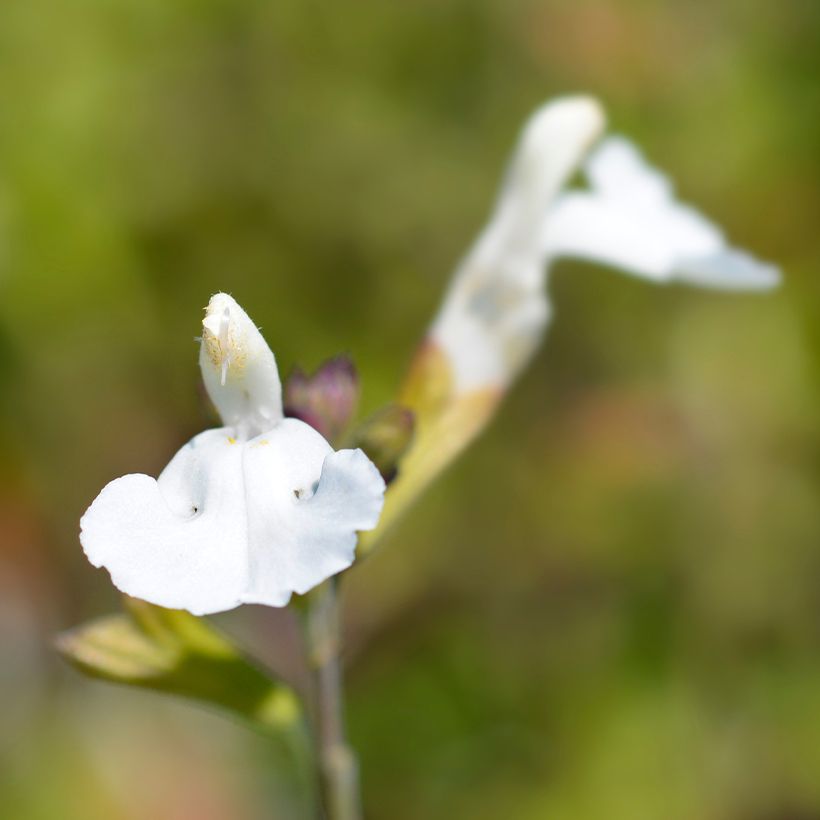 Salvia microphylla Gletsjer - Salvia arbustiva (Fioritura)