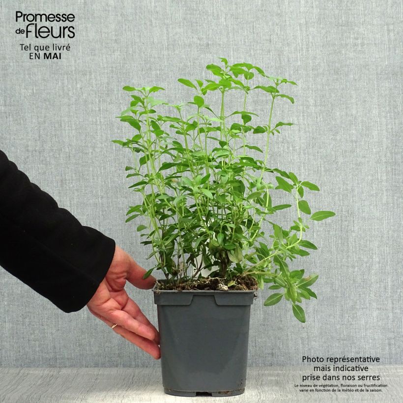 Example of Salvia greggii Icing Sugar Vaso da 2L/3L as you get in printemps