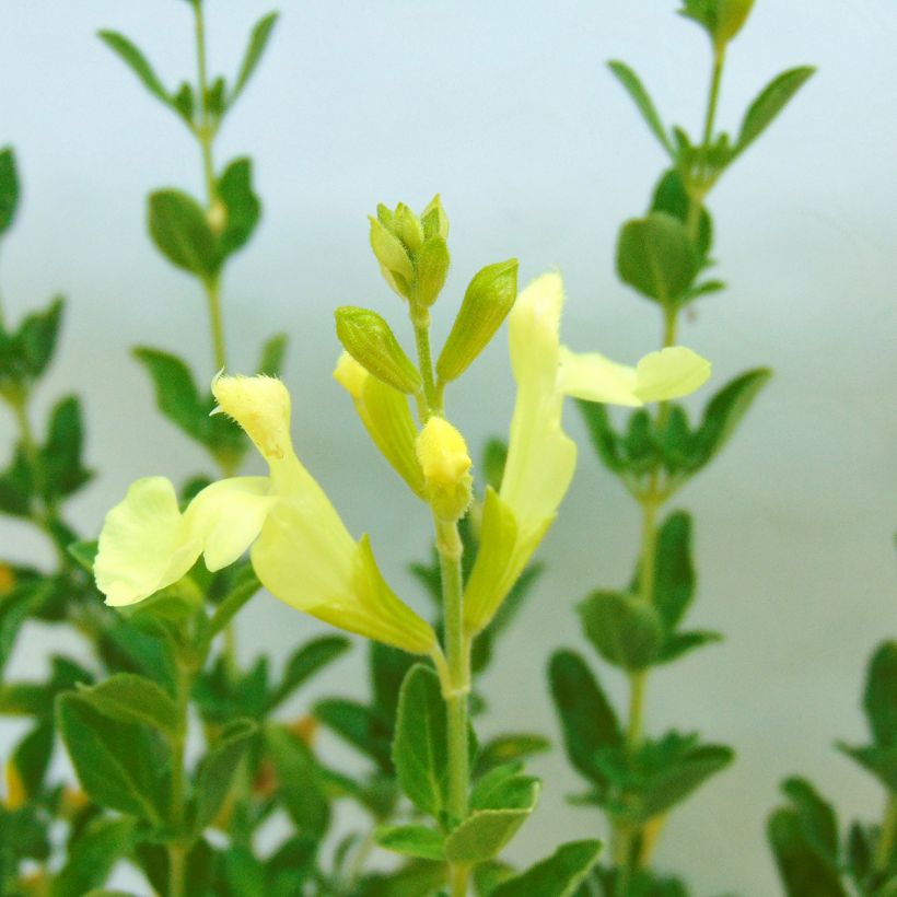 Salvia jamensis Suncrest 'Lemon Light' - Salvia arbustiva (Flowering)