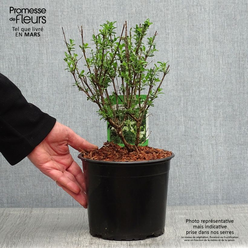 Example of Salvia jamensis Suncrest 'Lemon Light' - Salvia arbustiva Vaso da 2L/3L as you get in printemps