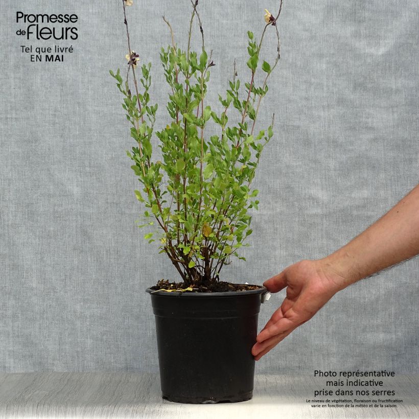 Salvia jamensis Melen - Salvia arbustiva Vaso da 4L/5L esemplare consegnato in primavera