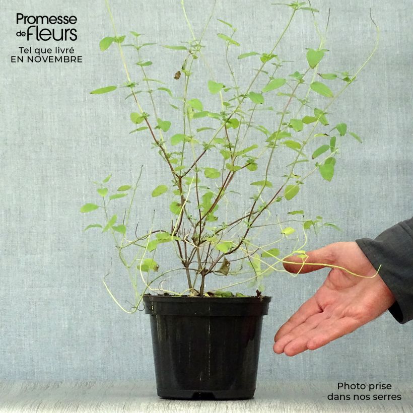 Esemplare di Salvia microphylla Pink Lips - Salvia arbustiva Vaso da 2L/3L come consegnato in autunno