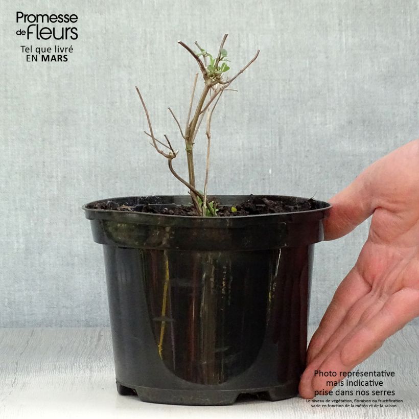 Example of Salvia microphylla Pink Lips - Salvia arbustiva Vaso da 2L/3L as you get in printemps