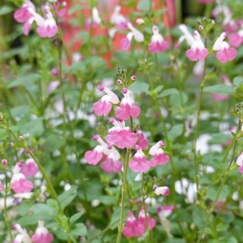 Salvia microphylla Pink Lips - Salvia arbustiva (Flowering)