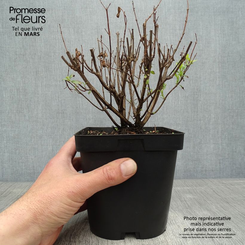 Example of Salvia jamensis Pluenn - Salvia arbustiva Vaso da 2L/3L as you get in printemps