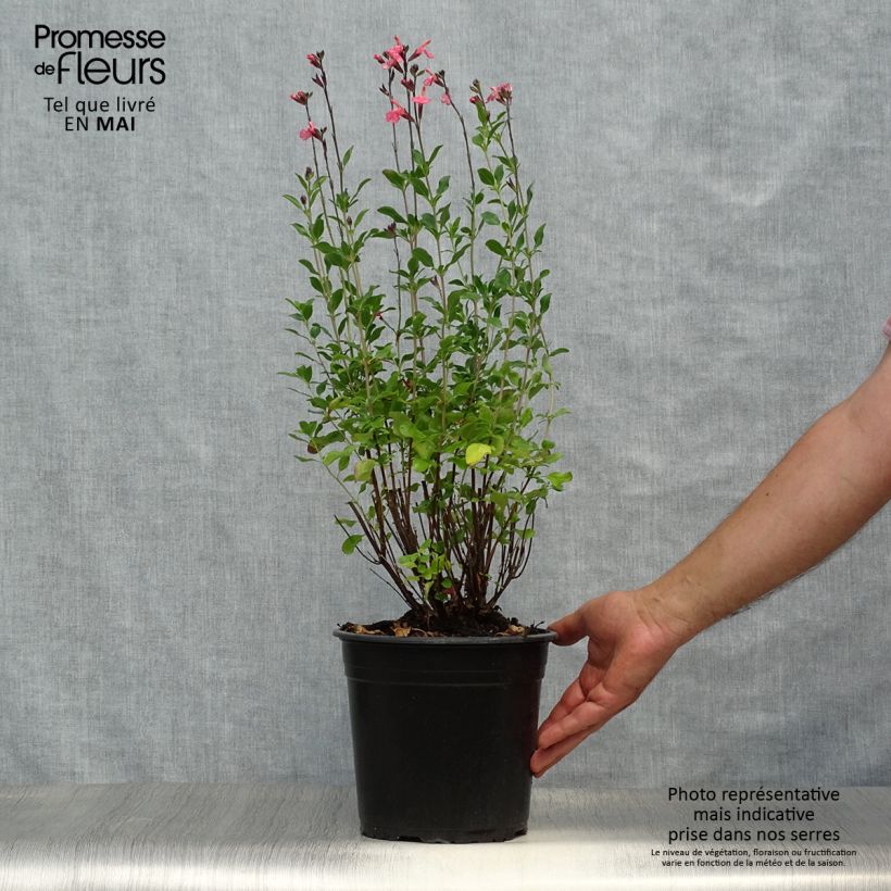 Example of Salvia jamensis Pluenn - Salvia arbustiva Vaso da 4L/5L as you get in printemps
