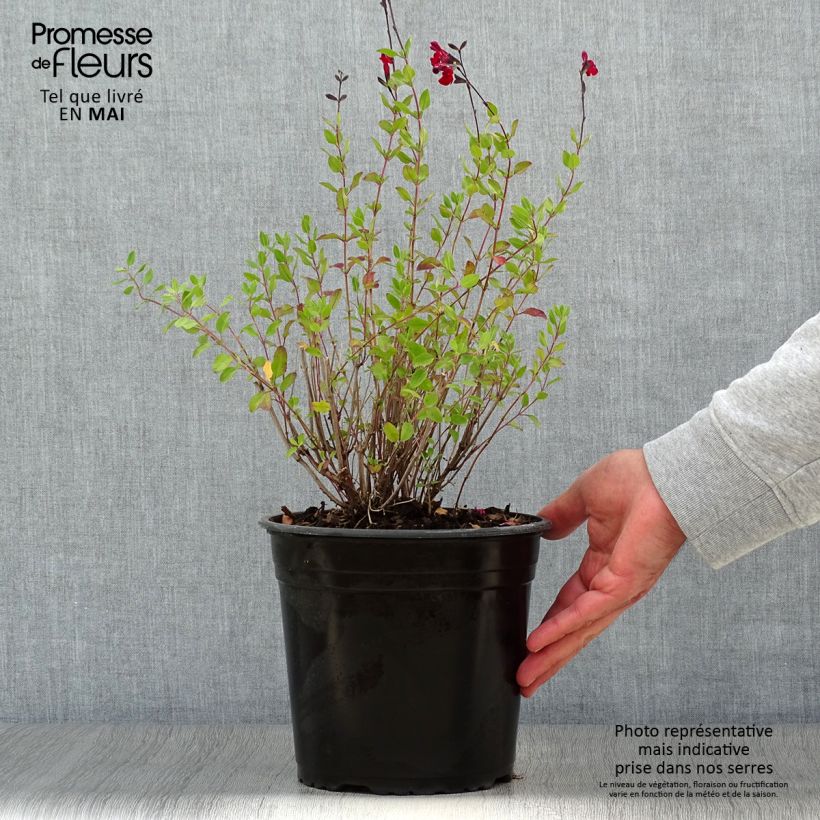 Salvia jamensis Reve Rouge - Salvia arbustiva Vaso da 4L/5L esemplare consegnato in primavera