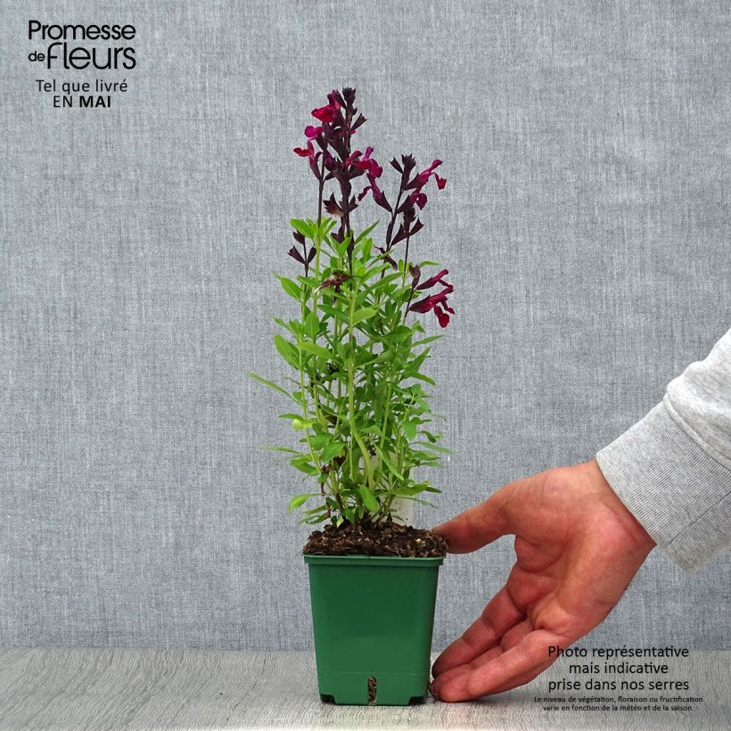 Salvia greggii Mirage Burgundy Vasetto da 8/9 cm esemplare consegnato in primavera