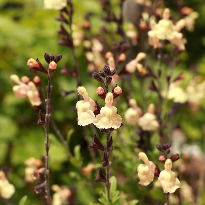 Salvia greggii Mirage Cream (Fioritura)