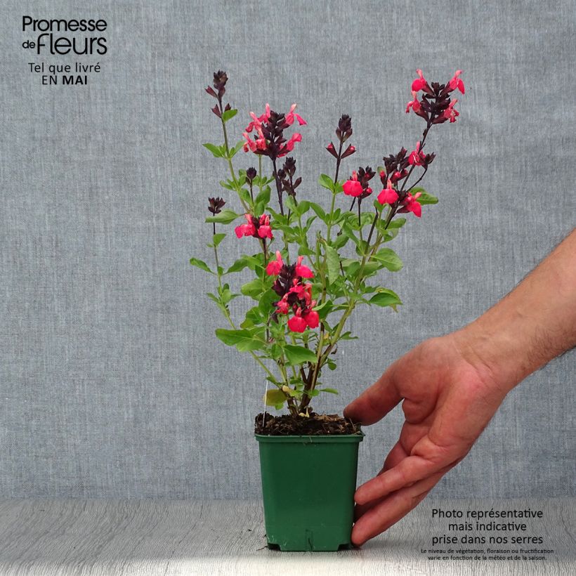 Example of Salvia greggii Mirage Salmon Vasetto da 8/9 cm as you get in printemps