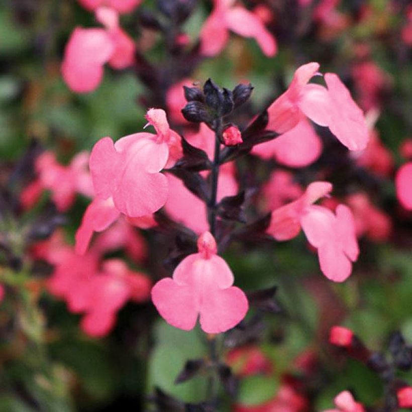 Salvia greggii Mirage Salmon (Flowering)