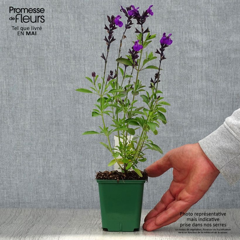 Example of Salvia greggii Mirage Violet Vasetto da 8/9 cm as you get in printemps