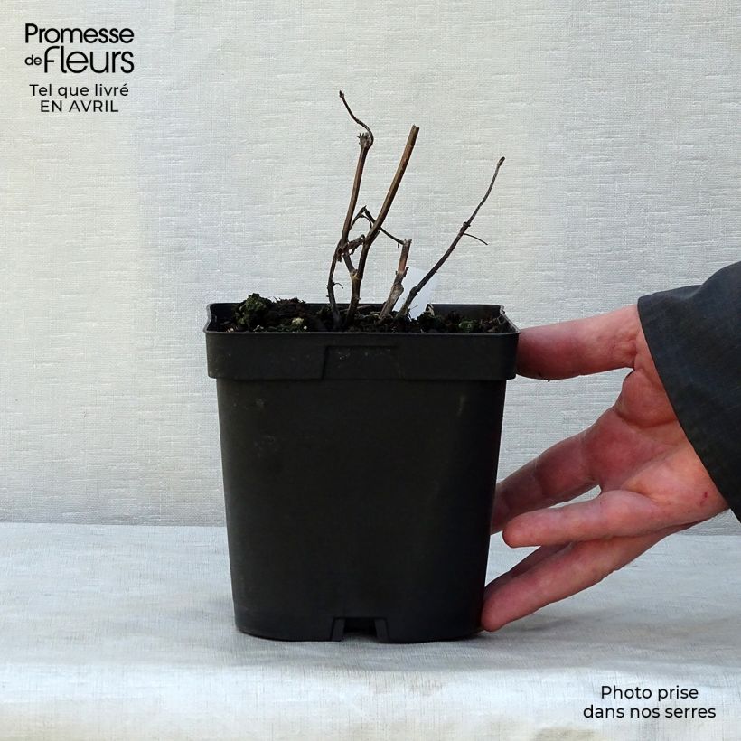 Example of Salvia guaranitica Black and Blue Vaso da 2L/3L as you get in printemps