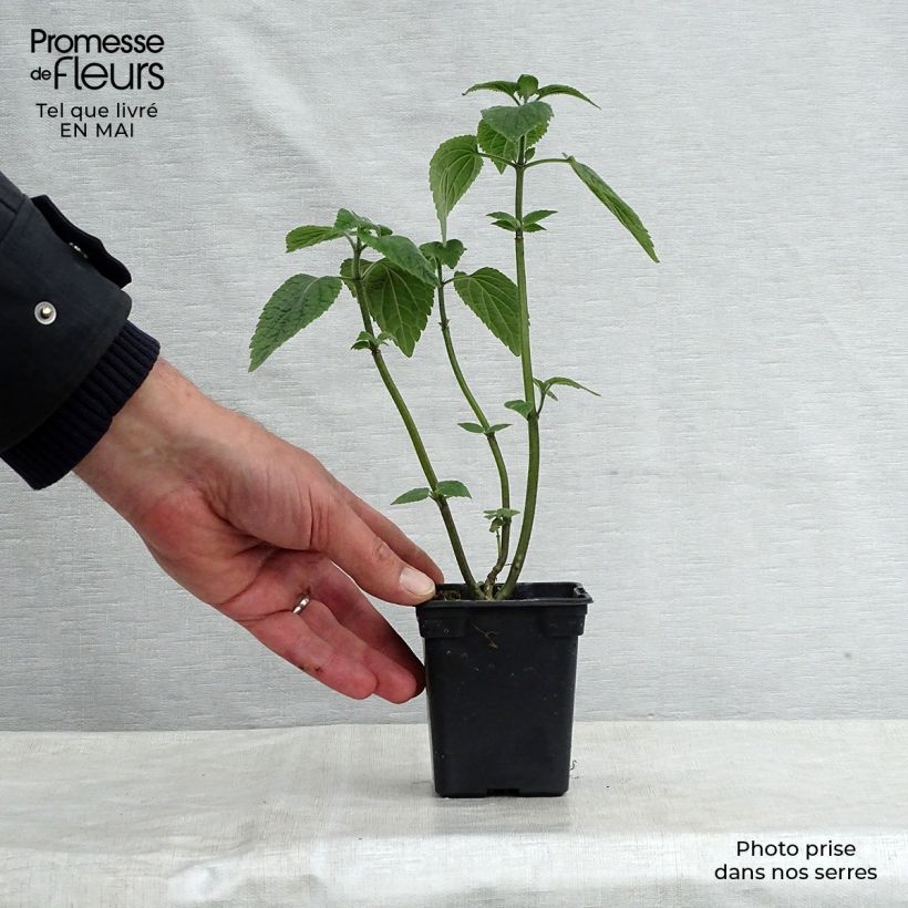 Example of Salvia guaranitica Black and Blue Vasetto da 7/8 cm as you get in printemps