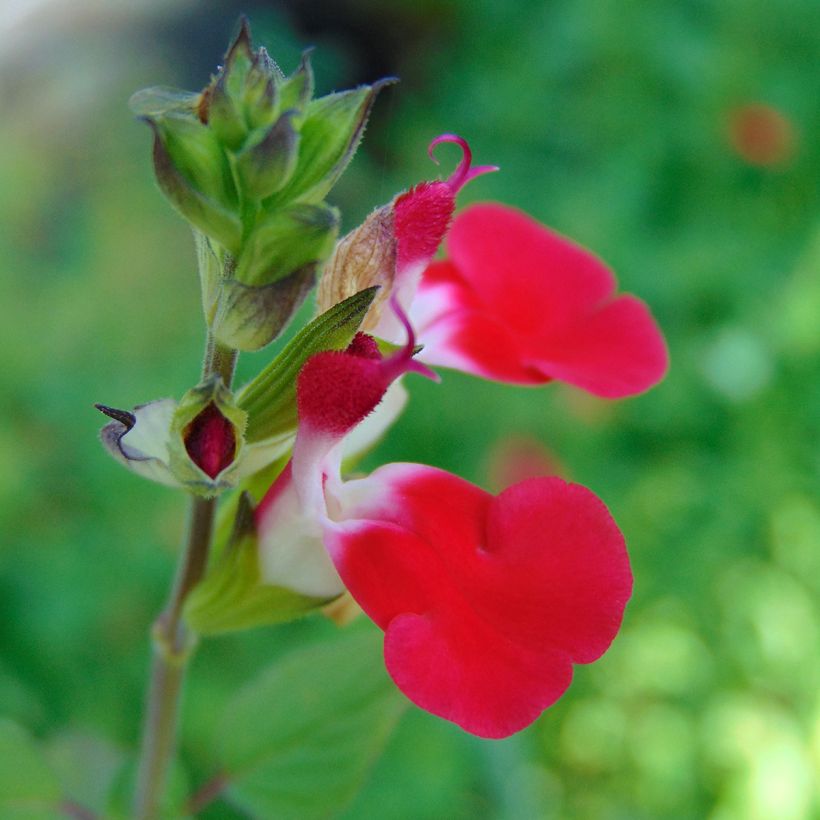 Salvia microphylla grahamii Hot Lips - Salvia arbustiva (Flowering)