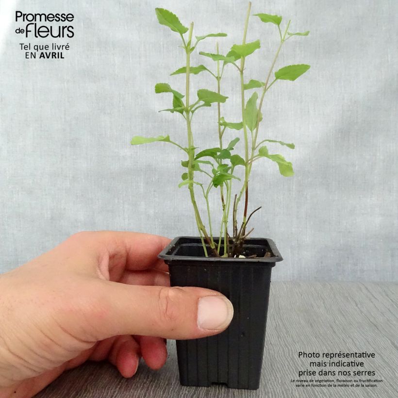 Example of Salvia microphylla grahamii Hot Lips - Salvia arbustiva Vasetto da 7/8 cm as you get in printemps