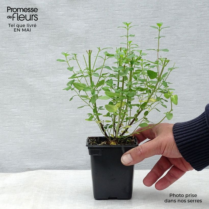 Example of Salvia microphylla grahamii - Salvia arbustiva Vasetto da 7/8 cm as you get in printemps