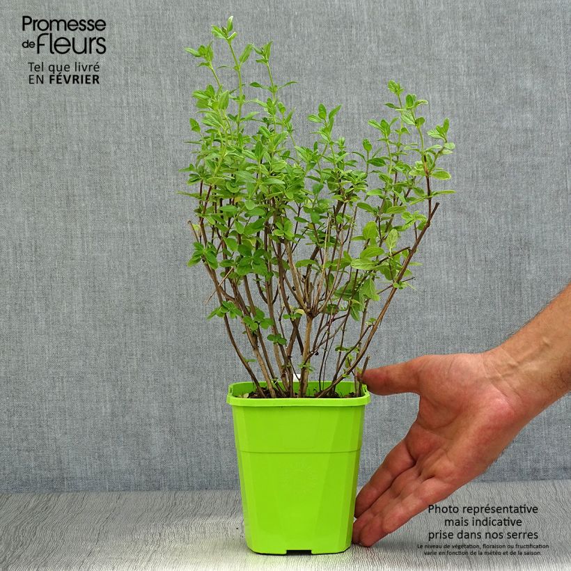 Esemplare di Sauge arbustive So Cool Pale Blue - Salvia microphylla Pot de 1L/1,5L come consegnato in autunno