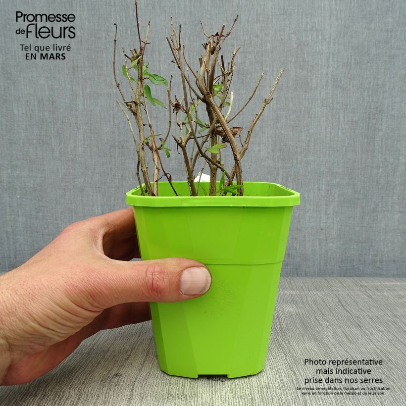 Salvia microphylla So Cool Pale Blue - Salvia arbustiva Vaso da 1L/1,5L esemplare consegnato in primavera