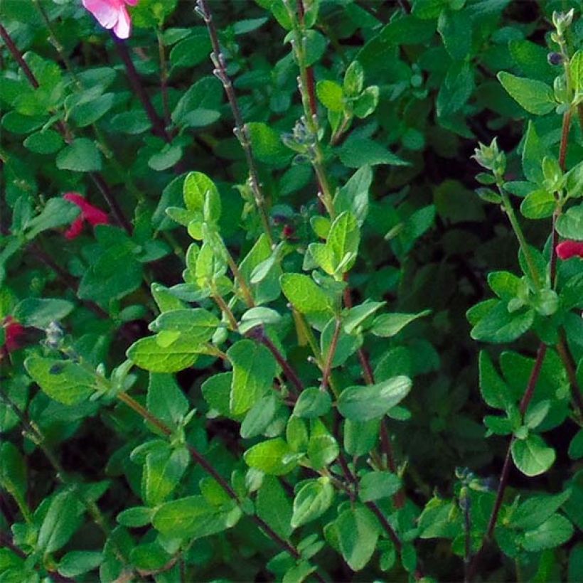 Salvia microphylla grahamii - Salvia arbustiva (Foliage)