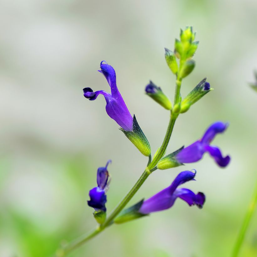 Salvia coahuilensis (Flowering)